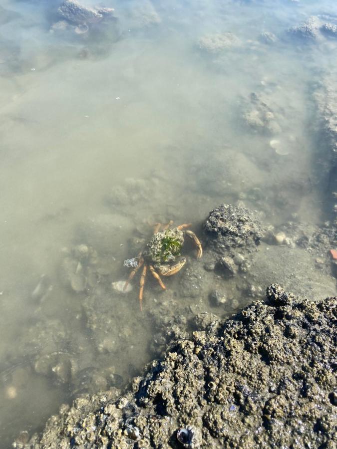 Wierums Huske Aan De Waddenzee Unesco Werelderfgoed ภายนอก รูปภาพ